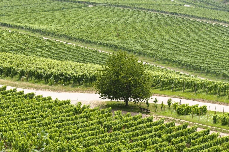 Scenic Vineyards